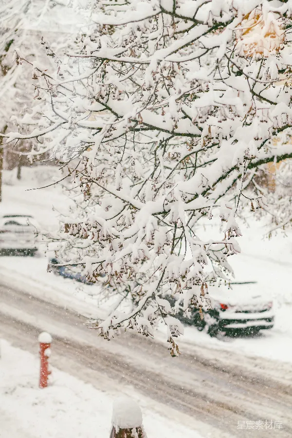 高清摄影 冬日雪景中的树枝