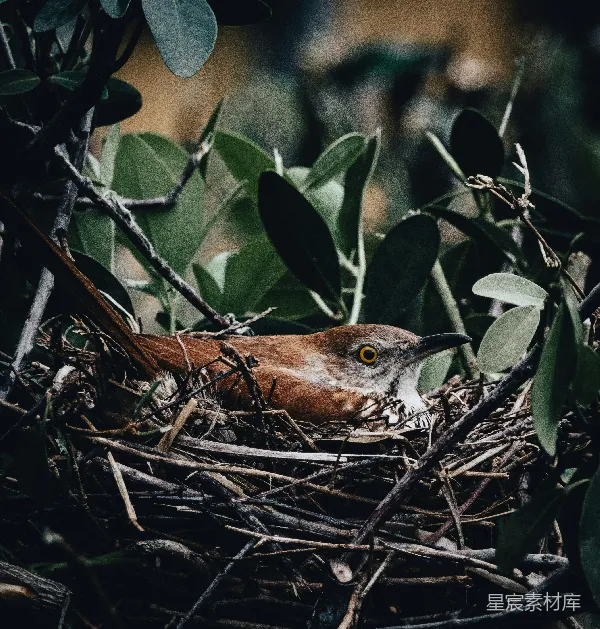 高清摄影 鸟巢中的棕色小鸟