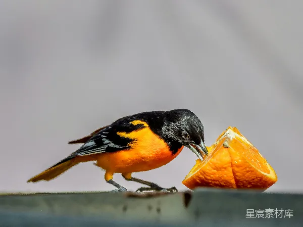 高清摄影 鸟儿与橙子
