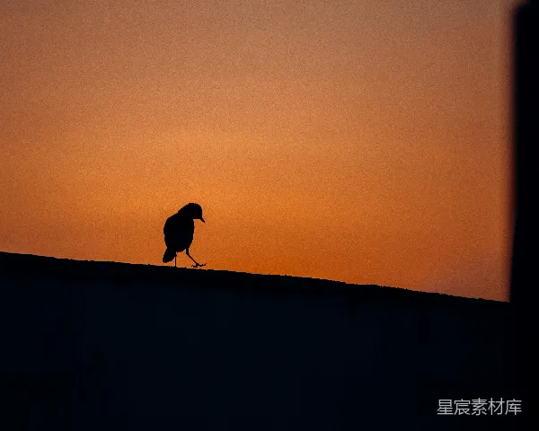 高清摄影 黄昏中的鸟影