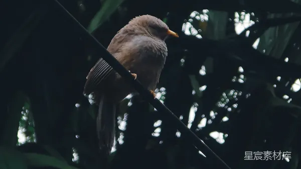 高清摄影 雨后栖息的鸟儿