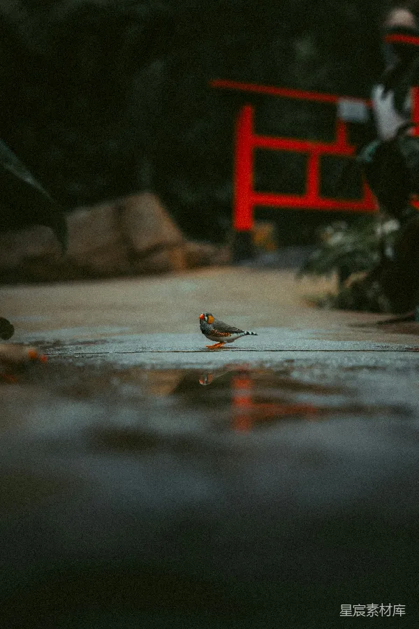 高清摄影 雨后小憩的鸟儿