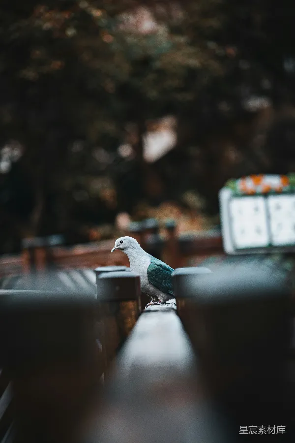 高清摄影 雨后的小憩
