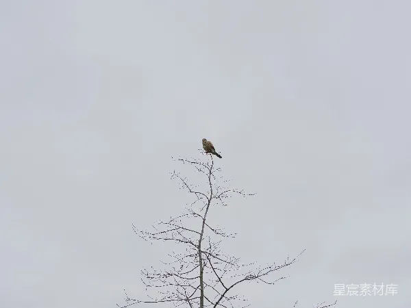 高清摄影 孤鹰栖息于枯枝之上