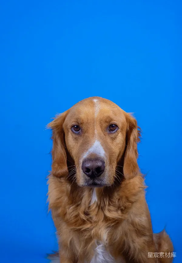 高清摄影 金毛犬的蓝色背景肖像