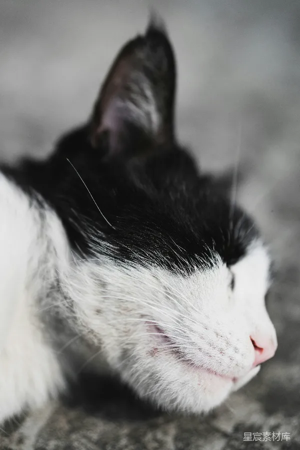 高清摄影 黑白小猫的特写