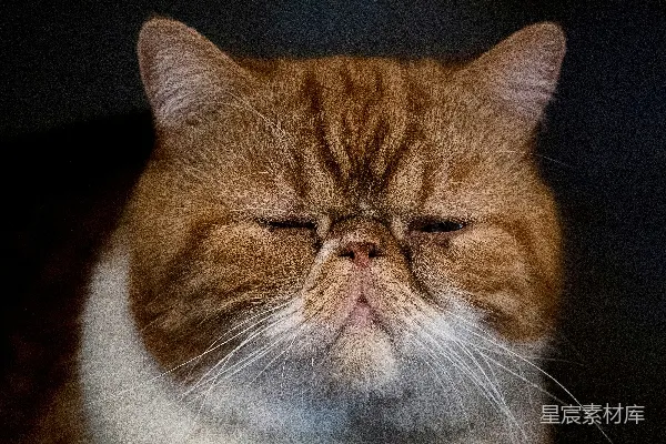 高清摄影 慵懒的波斯猫
