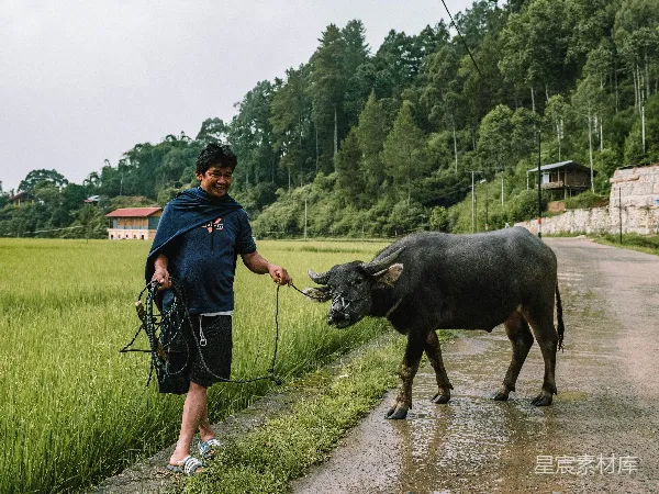 高清摄影 乡村的早晨：农夫与水牛