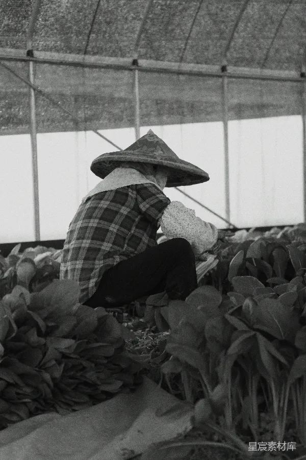 高清摄影 戴着斗笠的农妇
