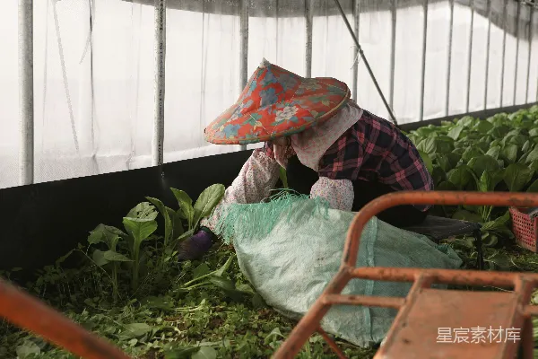 高清摄影 温室中的辛勤农妇