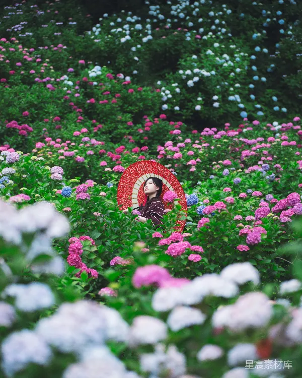 高清摄影 花海中的红伞