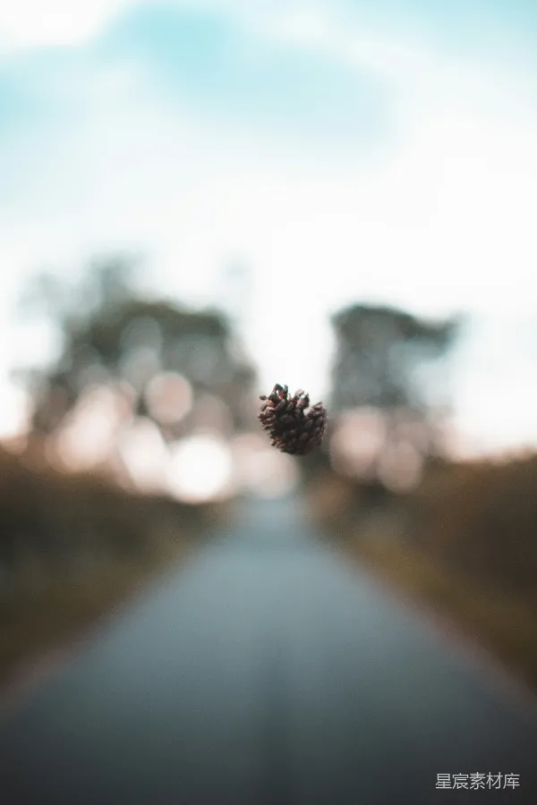 高清摄影 松果的特写与模糊背景