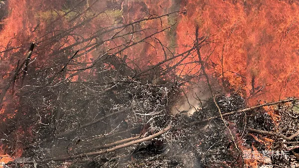 高清摄影 森林大火的毁灭景象