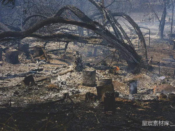 高清摄影 森林火灾后的废墟