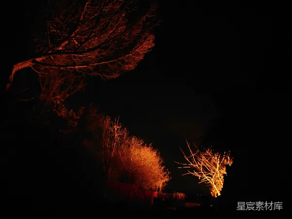 高清摄影 夜色中的灯火与树影