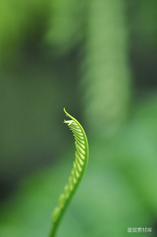 高清摄影 一幅绿植的特写照片，背景模糊。