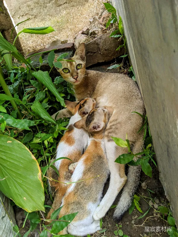 高清摄影 温馨的猫妈妈与小猫