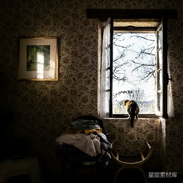 高清摄影 窗外的猫与旧时光