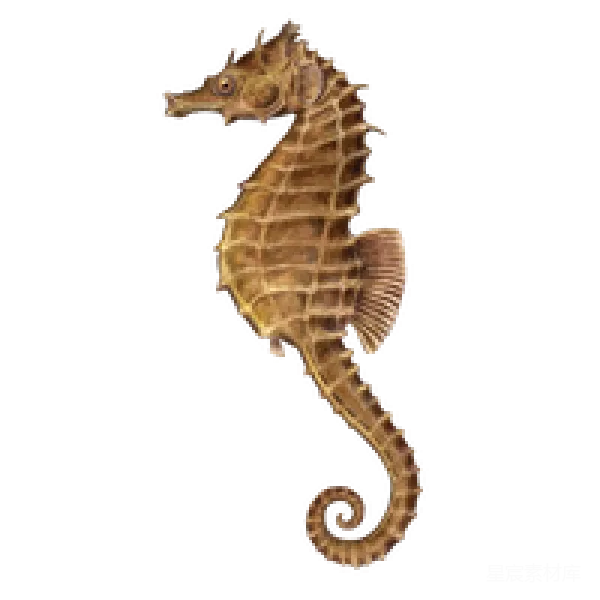 元素素材 海马的剪影插画