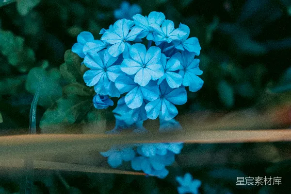 高清摄影 蓝色花丛的静谧美