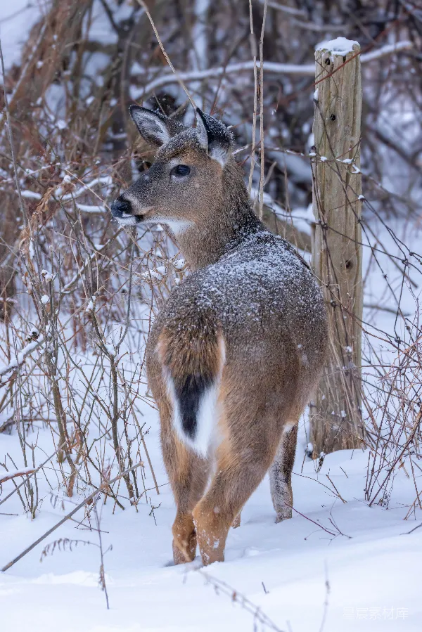 高清摄影 雪地里的小鹿