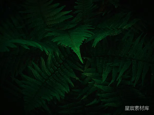 高清摄影 幽暗中的蕨类植物