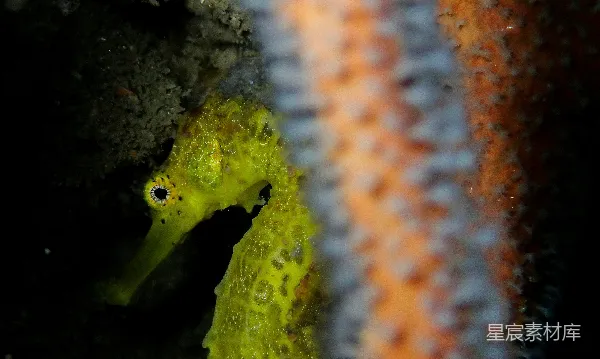 高清摄影 神秘海马