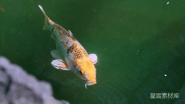 高清摄影 锦鲤在湖中游动
