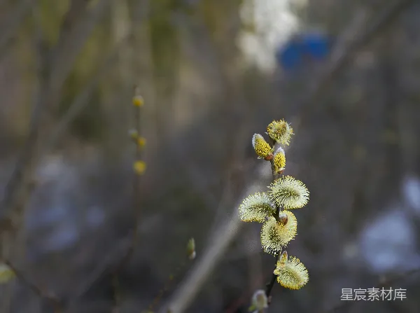 高清摄影 早春的柳絮