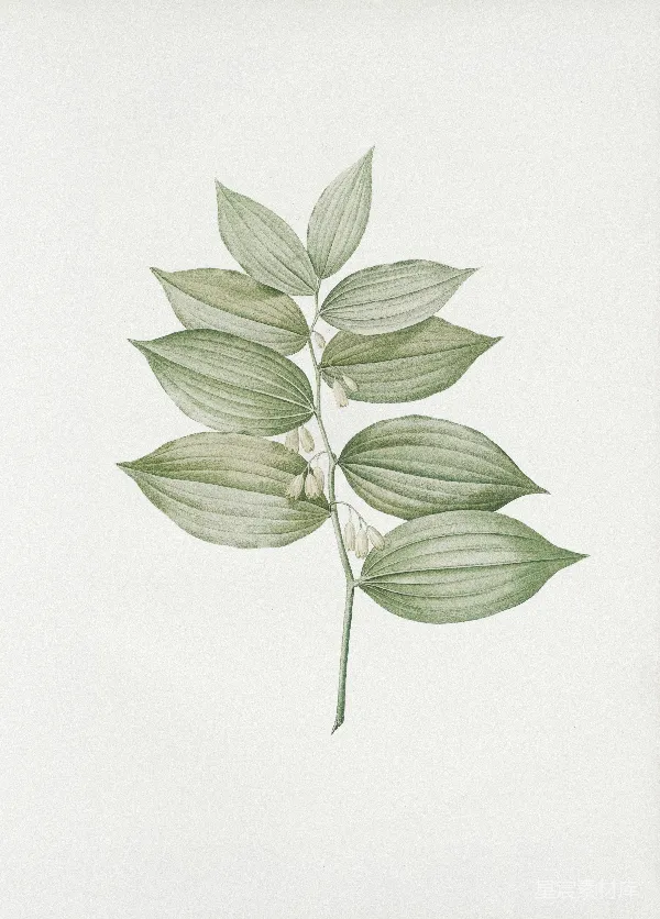 高清摄影 玉竹植物插图