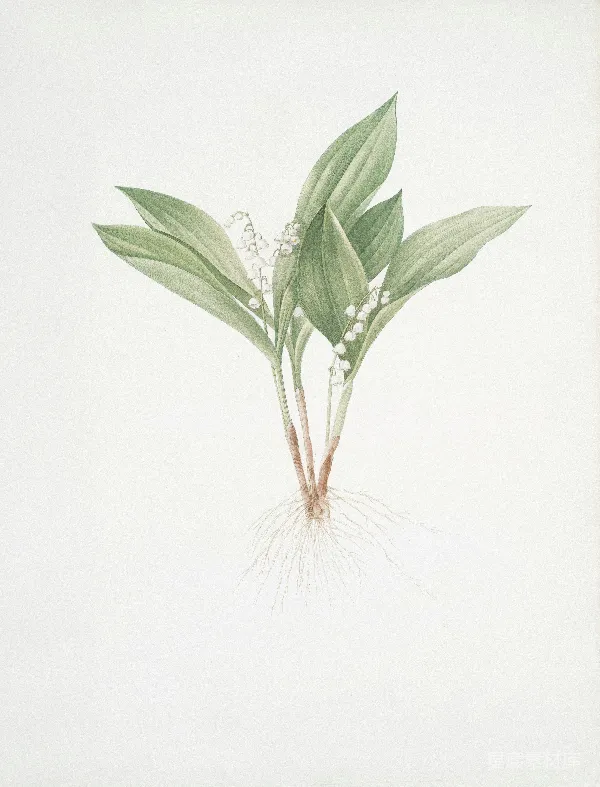 高清摄影 铃兰植物插图
