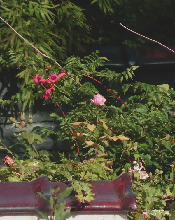 高清摄影 屋顶上的花与绿植
