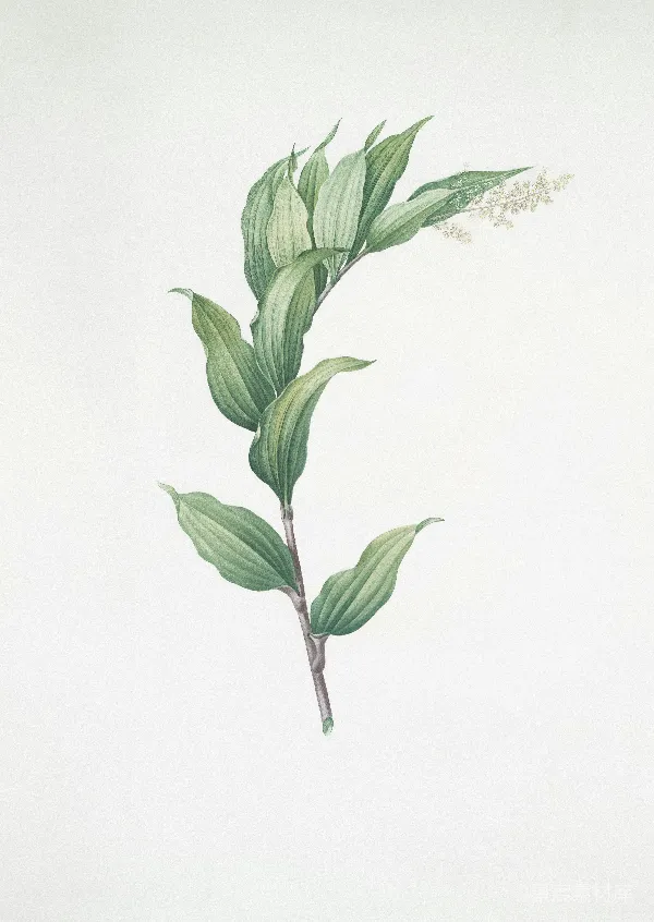 高清摄影 手绘植物插画
