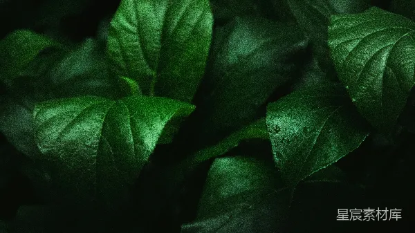 高清摄影 夜视下的绿色植物