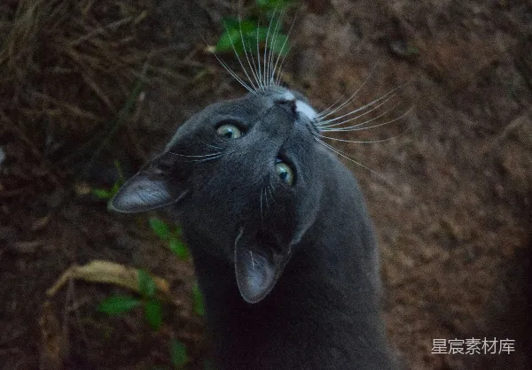 高清摄影 好奇的猫