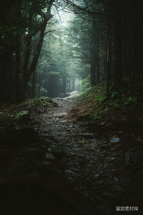 高清摄影 幽暗森林的小径