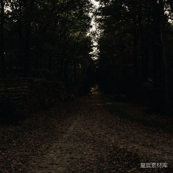 高清摄影 幽暗森林中的小径