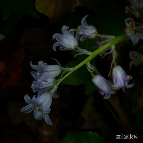 高清摄影 幽静山谷中的蓝铃花