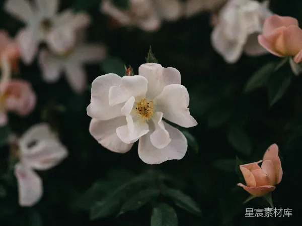 高清摄影 淡雅玫瑰：自然中的优雅