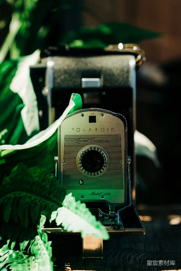 高清摄影 复古Polaroid相机与绿色植物
