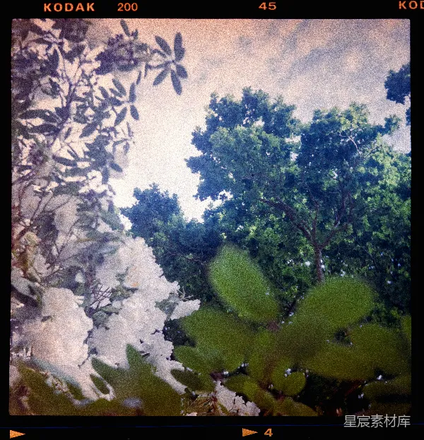 高清摄影 自然之景：树木与花朵的和谐共舞