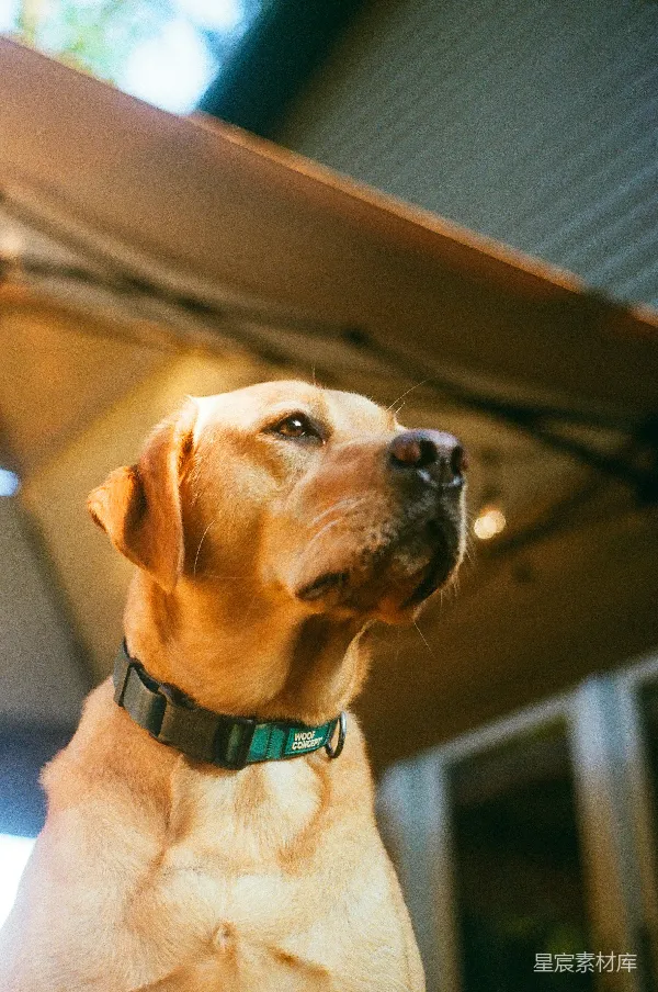 高清摄影 金毛猎犬的凝视