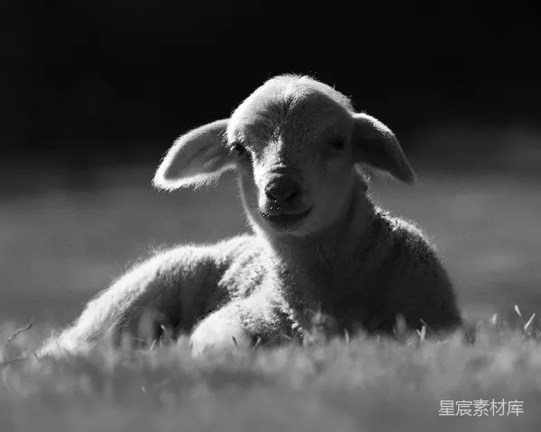 高清摄影 阳光下的小羊羔