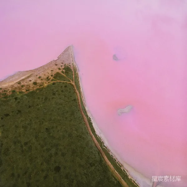 高清摄影 粉红湖畔的自然奇观