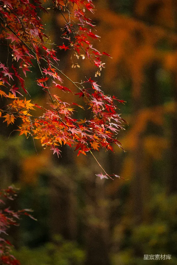 高清摄影 秋日枫叶的温柔