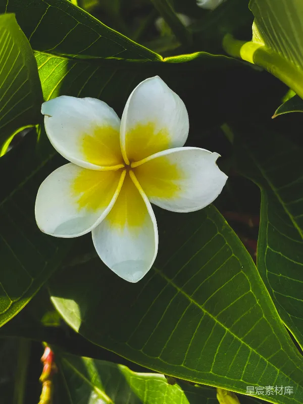 高清摄影 白黄相间的花与绿叶