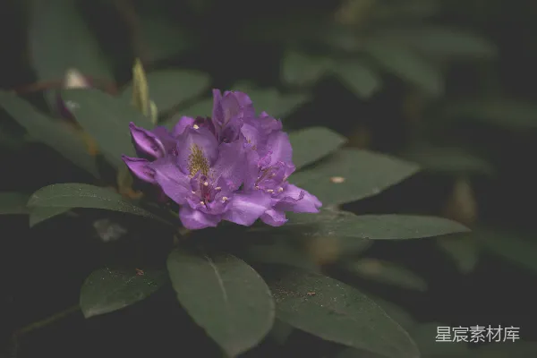 高清摄影 紫色杜鹃花特写