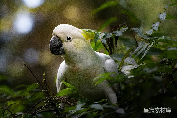 高清摄影 一只白鹦鹉栖息在绿叶之间。