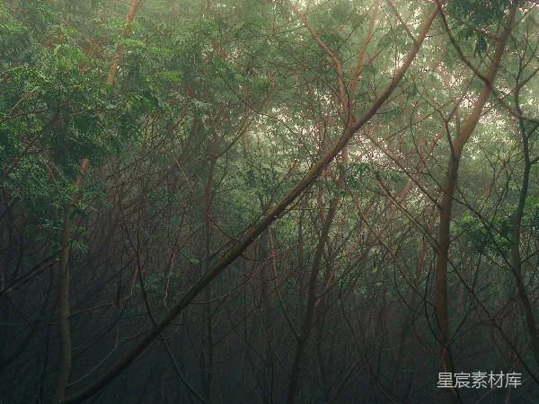 高清摄影 雾中的森林