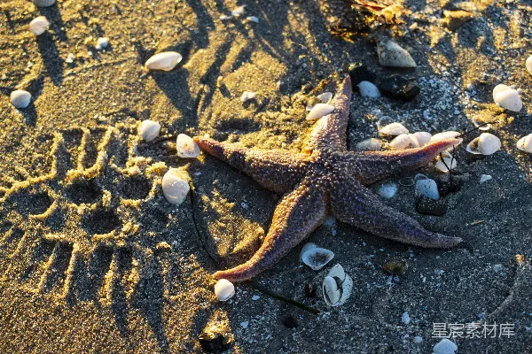 高清摄影 棕色海星在灰色沙滩上